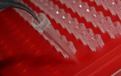 Pelle bio-ingegnerizzata grazie alle cellule staminali