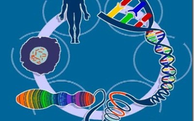 Regolamento europeo privacy e dati genetici: verso una “democratizzazione” delle manipolazioni genetiche? Una svolta epocale